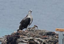 What’s on in Port Lincoln and surrounds