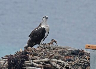 What’s on in Port Lincoln and surrounds