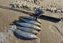 Whiting found far and wide