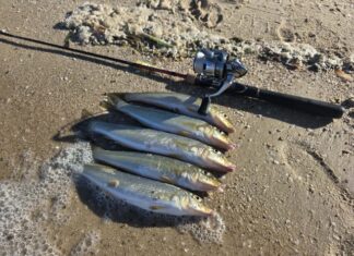 Whiting found far and wide