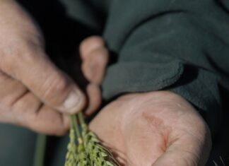 Inaugural grain sustainability report unveiled