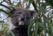 The place to go for koalas and picnics