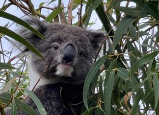 The place to go for koalas and picnics