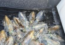 Squid ban in Spencer Gulf