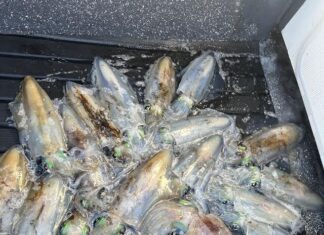 Squid ban in Spencer Gulf