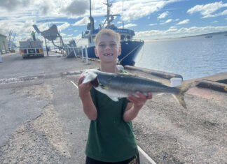 Salmon and snook well stocked